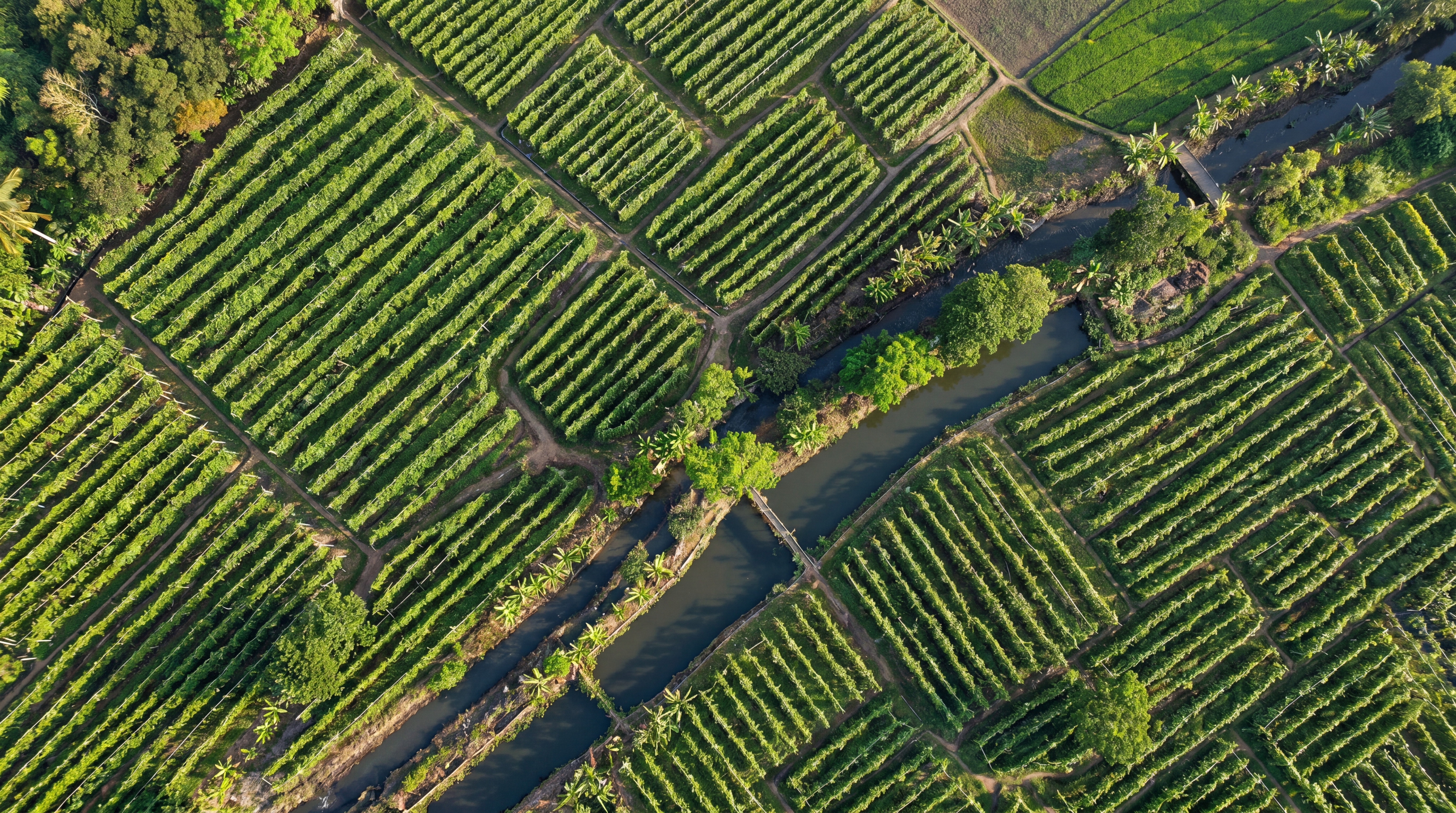 From Our Farms to Your Kitchen — The Sadaharitha Vanilla Journey